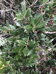 Vaccinium exul