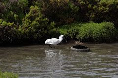 Platalea regia