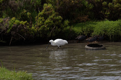 Platalea regia