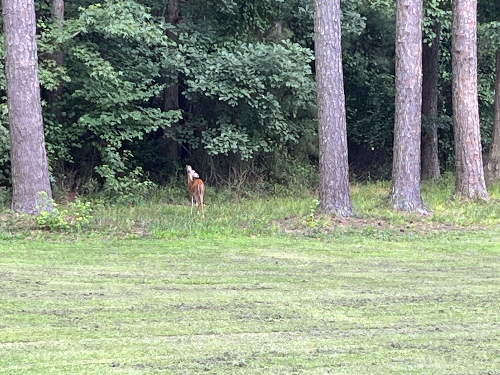 Whitetailed Deer from Crooked Creek, Fuquay Varina, NC, US on July 19