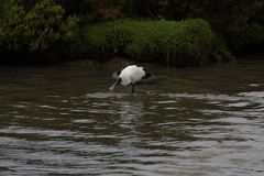 Platalea regia