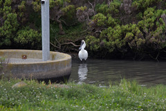Platalea regia