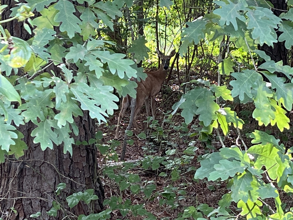 Whitetailed Deer from Crooked Creek, Fuquay Varina, NC, US on July 19