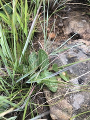 Stachys simplex