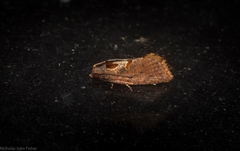 Glyphidoptera insignana