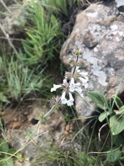 Stachys simplex
