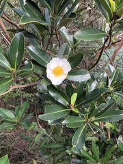 Theaceae