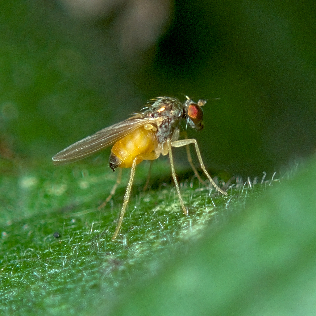 Chrysotimus flaviventris