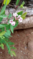 Apocynum venetum
