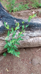 Apocynum venetum