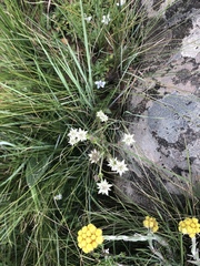 Alepidea setifera