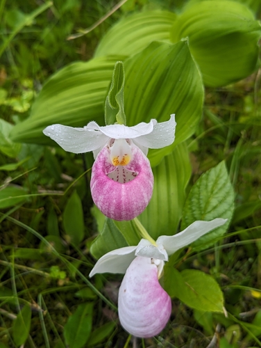 Showy lady slipper (Cypripedium reginae)