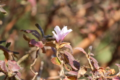 Rhododendron macrosepalum