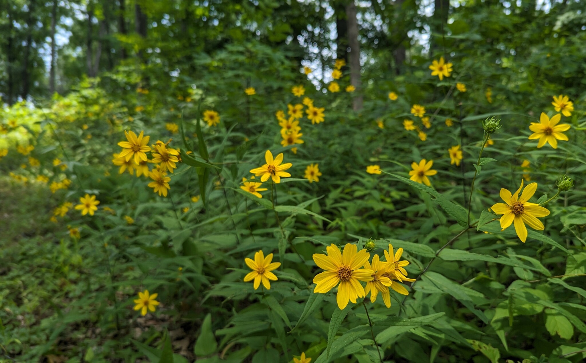 Helianthus divaricatus