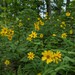Woodland Sunflower - Photo (c) Daniel Sembroski, some rights reserved (CC BY-NC), uploaded by Daniel Sembroski