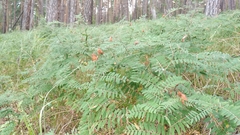 Vicia cassubica