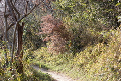 Rhododendron macrosepalum