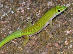 Seychelles Day Gecko photo 3