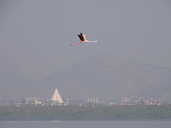Phoenicopterus roseus