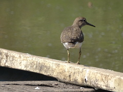 Actitis hypoleucos