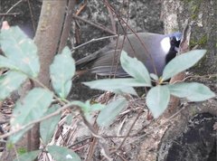 Pterorhinus chinensis