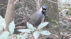 Pterorhinus chinensis