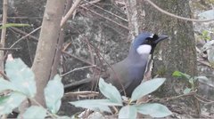 Pterorhinus chinensis