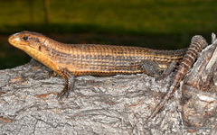 Broadleysaurus major