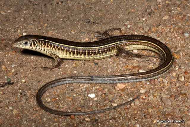 Gerrhosaurinae