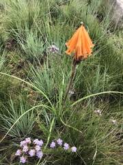 Kniphofia galpinii