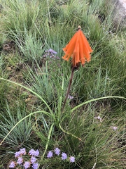 Kniphofia galpinii