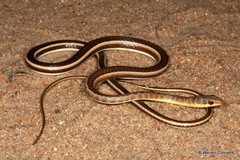 Psammophis orientalis