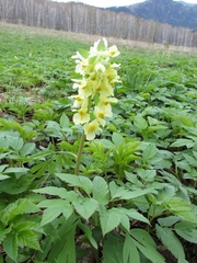 Corydalis bracteata