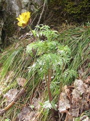 Adonis apennina