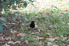 Turdus merula