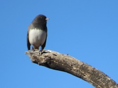 Junco hyemalis cismontanus
