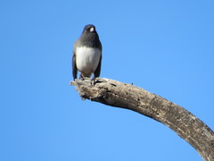 Junco hyemalis cismontanus