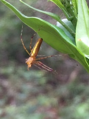 Tapinillus