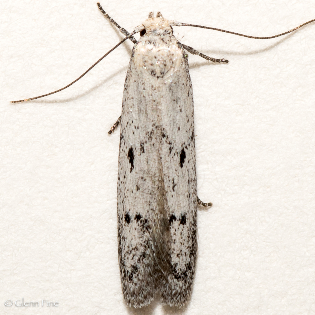 Asaphocrita irenica