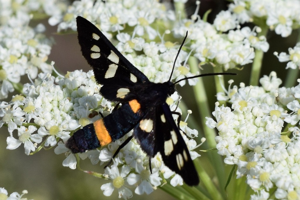 Amata caspia