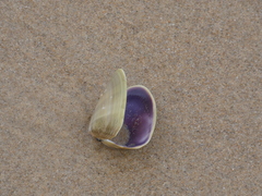 Latona deltoides