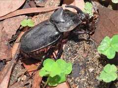 Trichogomphus mongol