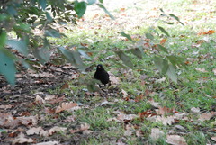Turdus merula
