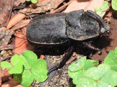 Trichogomphus mongol