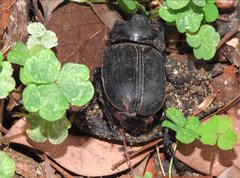 Trichogomphus mongol