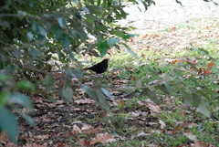 Turdus merula