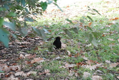 Turdus merula