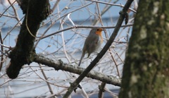Erithacus rubecula