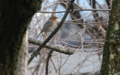 Erithacus rubecula