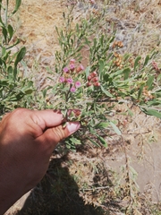 Tessaria absinthioides